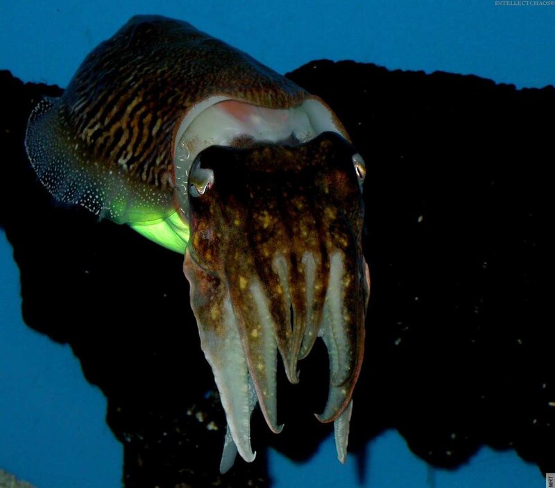 Squid with glowing mantle