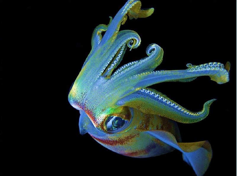 Squid with Glowing Tentacles