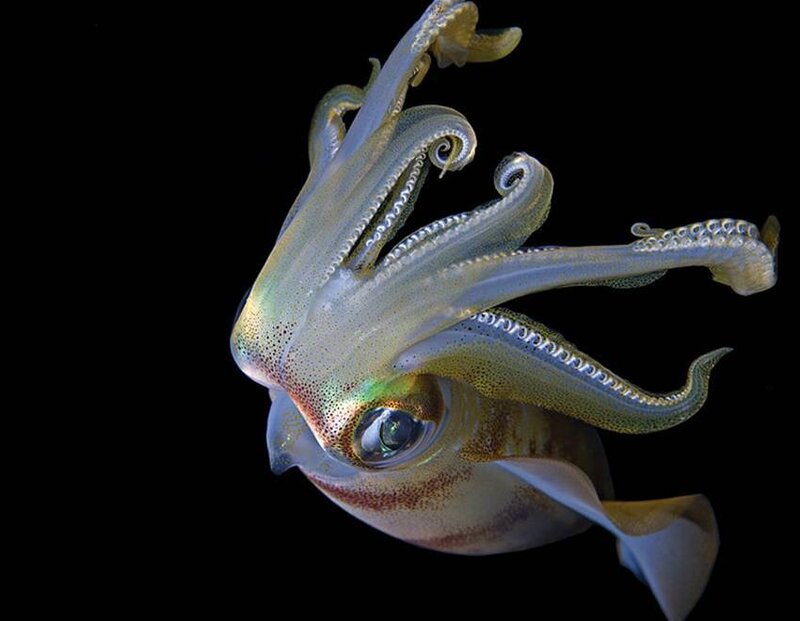 squid with iridescent skin