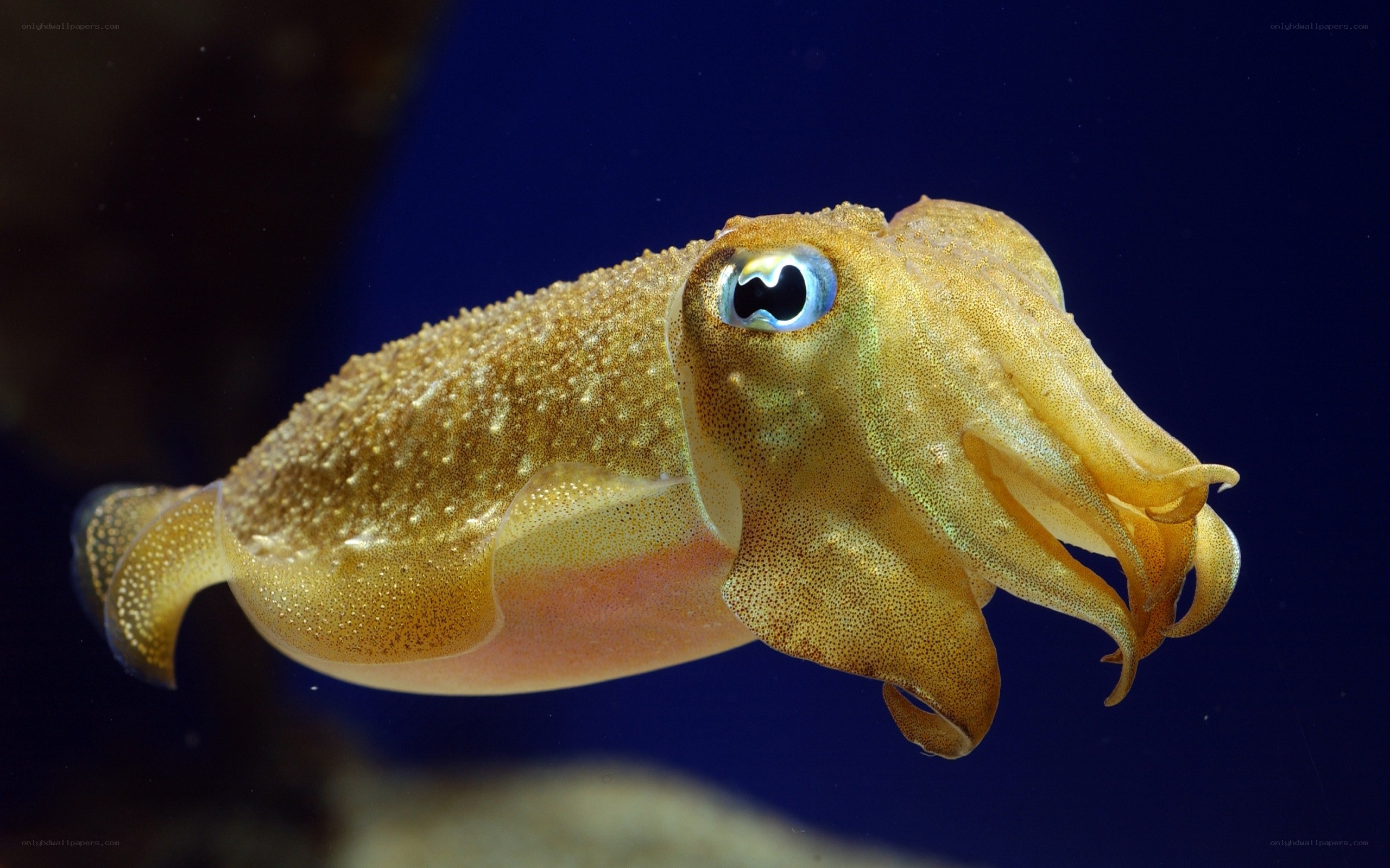 Squid with large eyes
