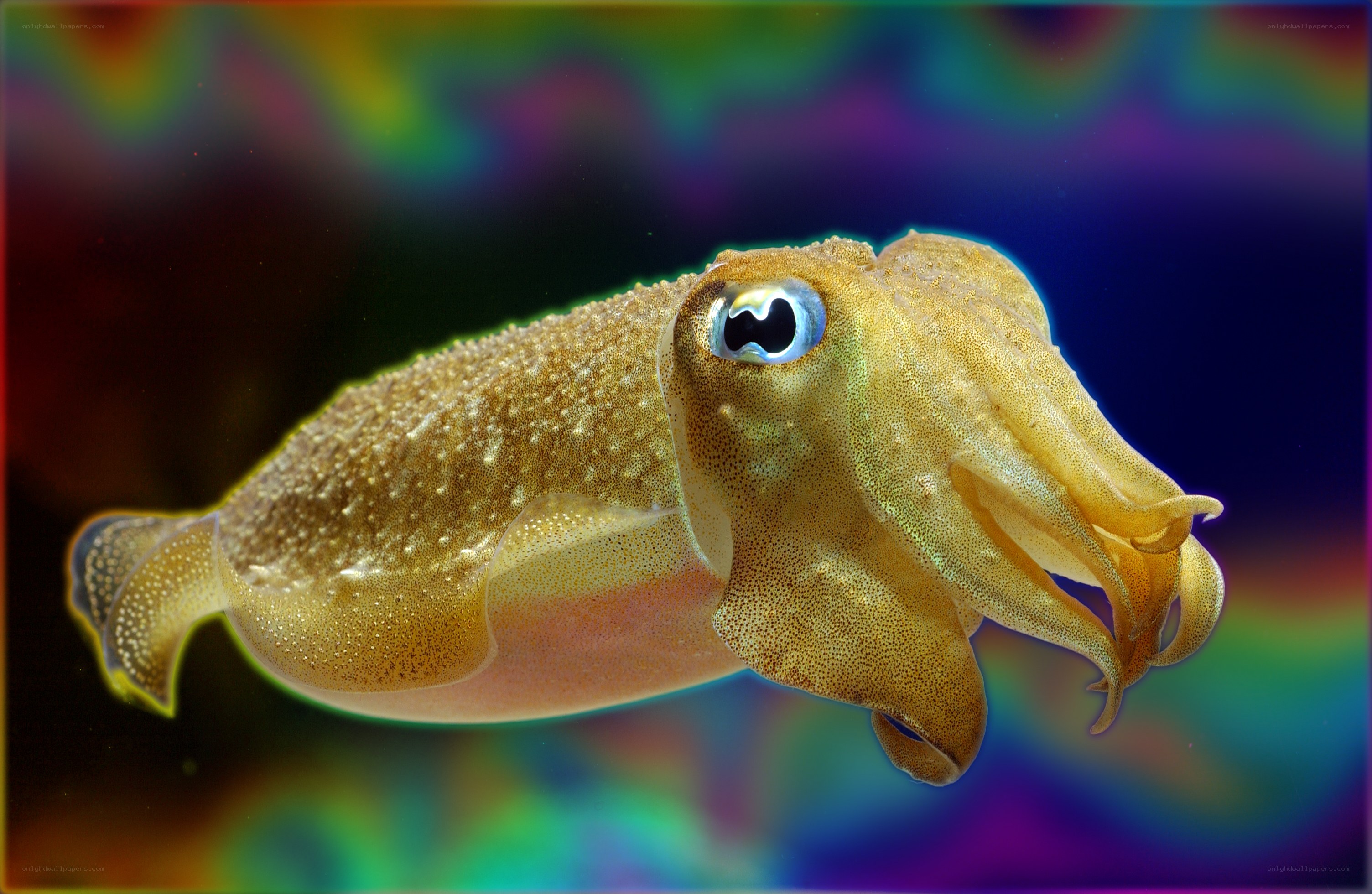 Squid with vibrant background