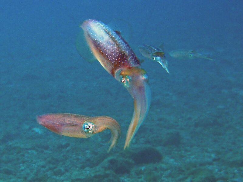 Squids swimming underwater