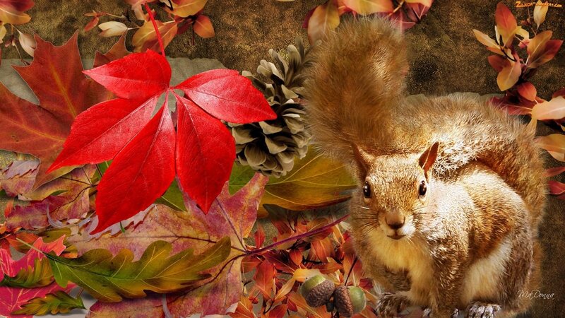 Squirrel Among Autumn Leaves — Red, Calm
