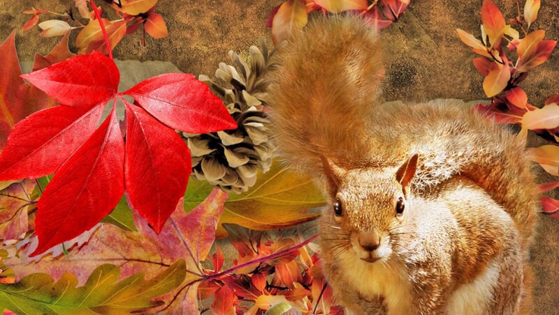 Squirrel Among Autumn Leaves — Red