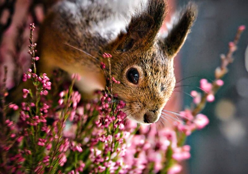 Squirrel Among Flowers