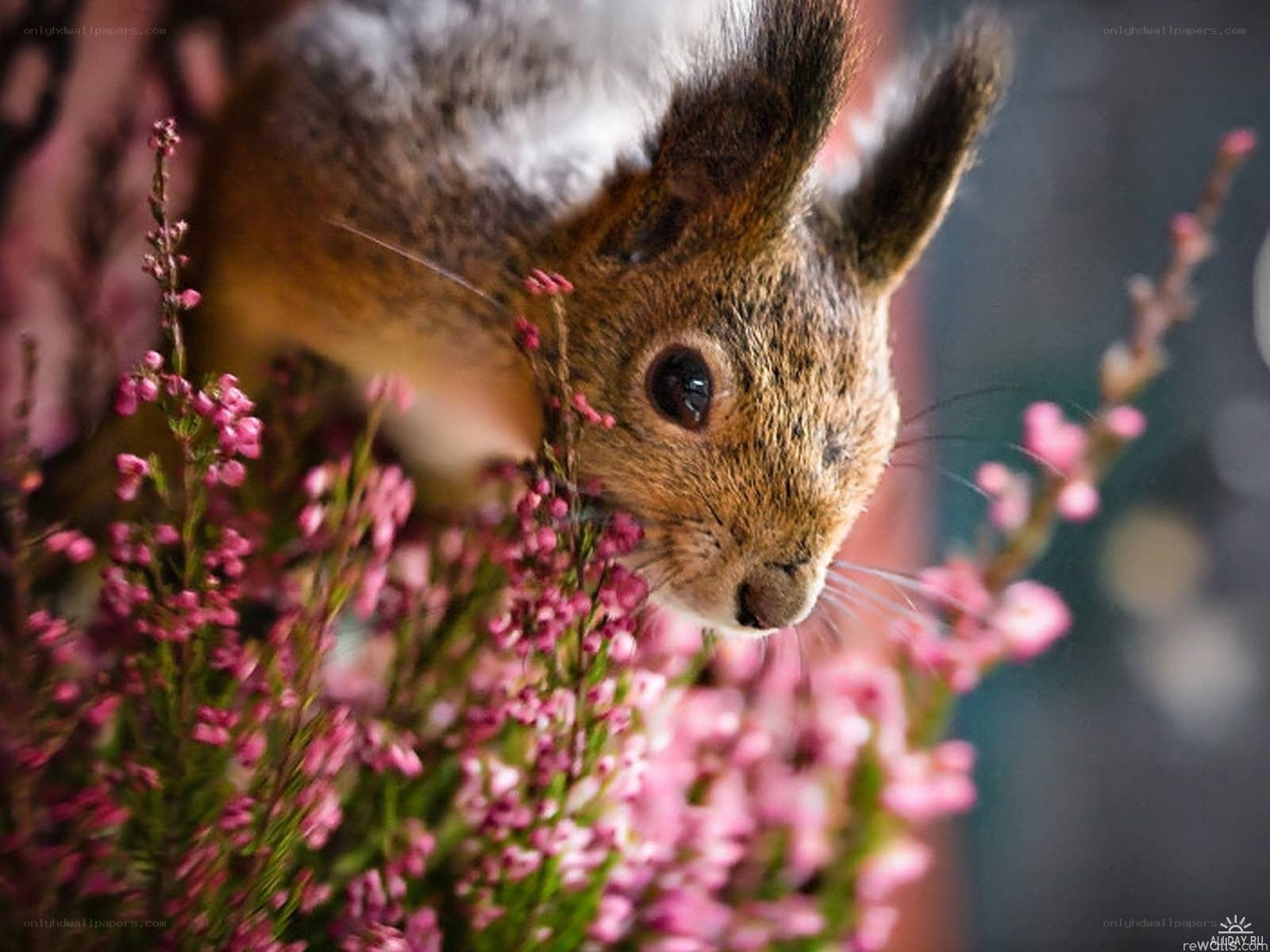 Squirrel among pink flowers