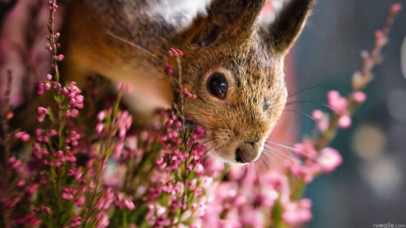 squirrel among pink flowers