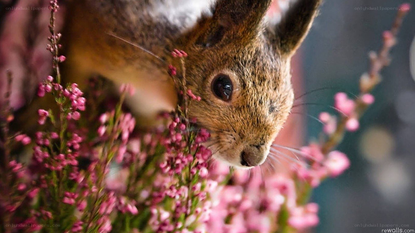 squirrel among pink flowers