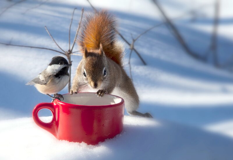 Squirrel and Bird in Snow — Red, Peaceful