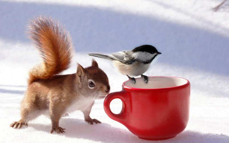 Squirrel and Bird in Snow — Red
