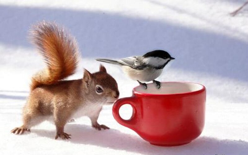 Squirrel and Bird in Snow