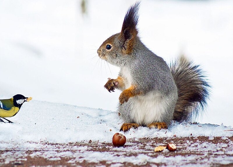 Squirrel and Bird in Snow — White