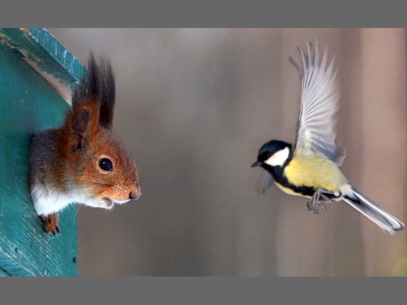 squirrel and bird interaction