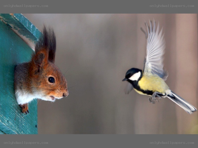 squirrel and bird interaction