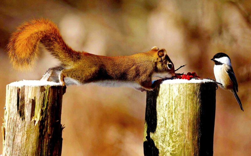 Squirrel and Bird on Posts — Brown