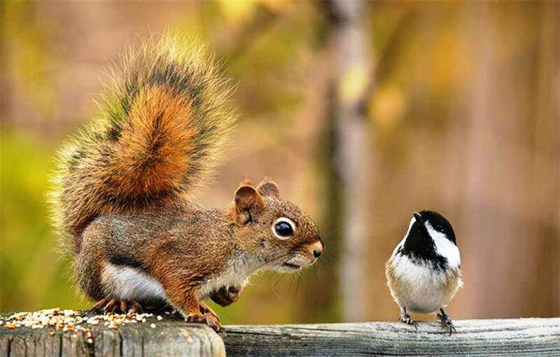 Squirrel and Bird