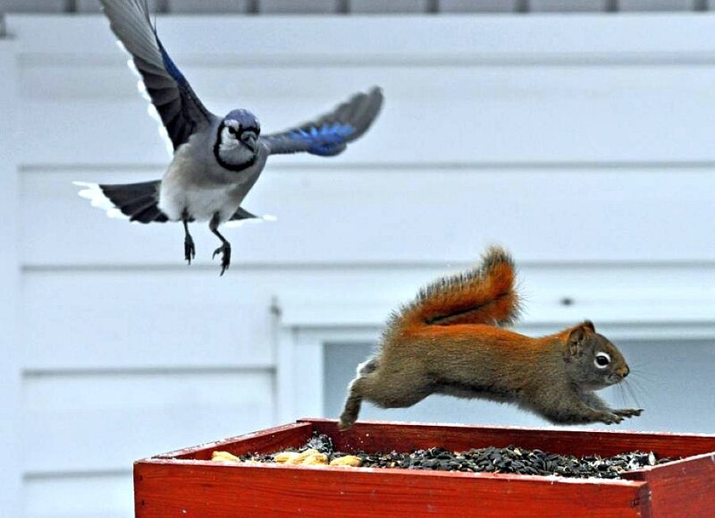 Squirrel and blue jay at feeder