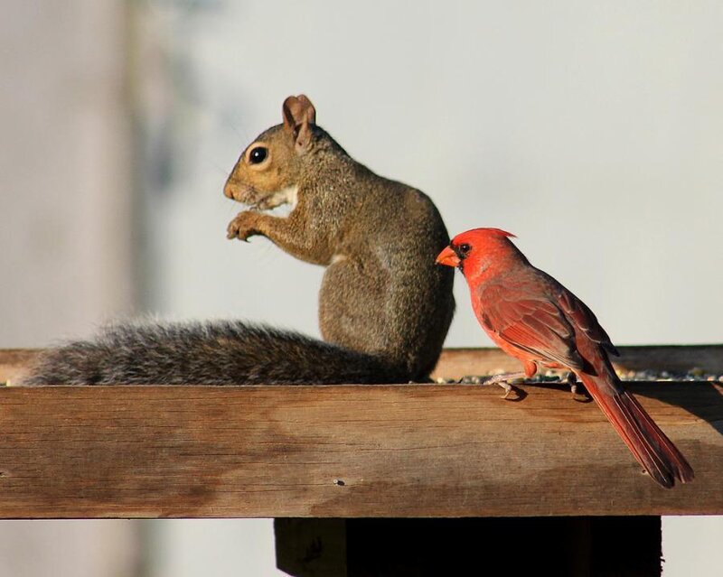 Squirrel and Cardinal — Red