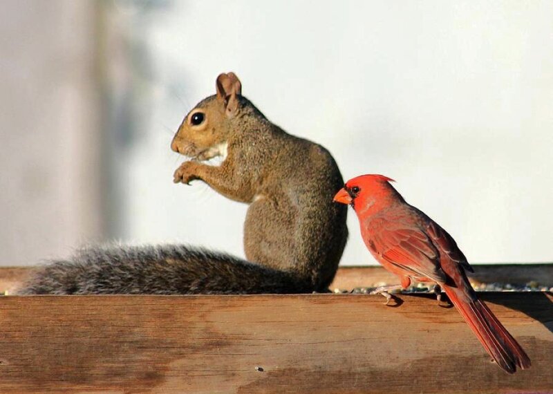 Squirrel and Cardinal