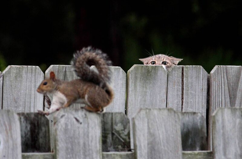 Squirrel and cat on a fence