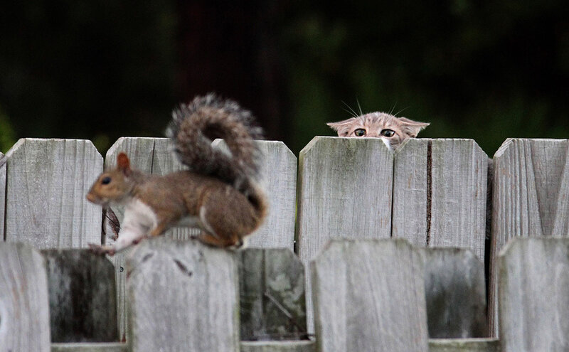 Squirrel and Cat on Fence