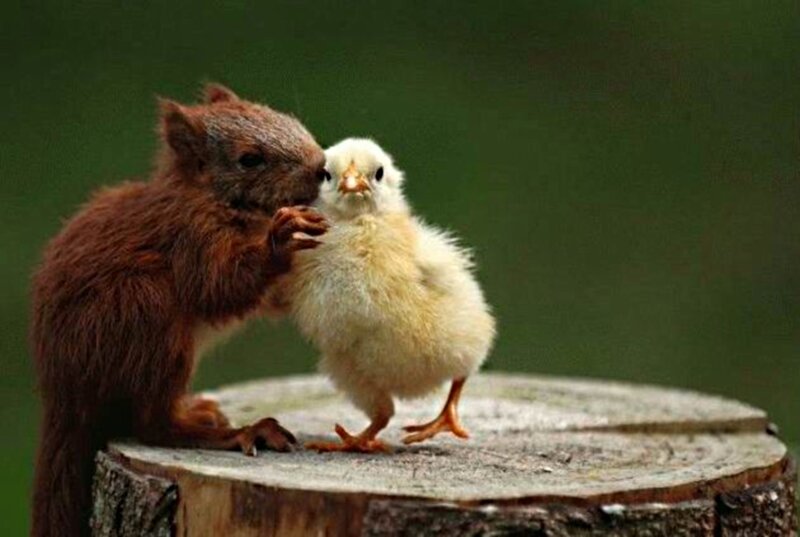 Squirrel and Chick — Brown, Calm