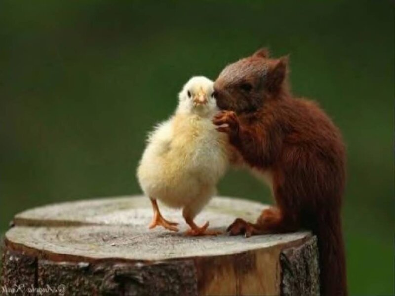 Squirrel and Chick — Brown, Peaceful, Photograph