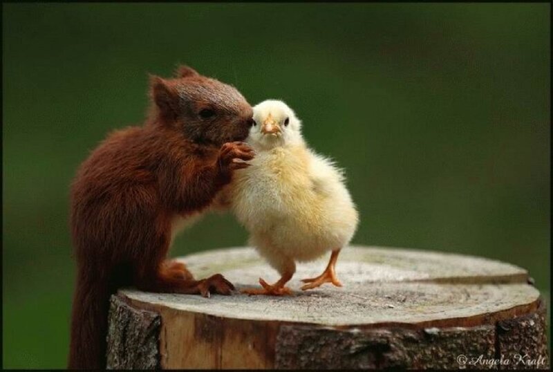 Squirrel and Chick — Brown, Peaceful, Photograph, Tree Stump