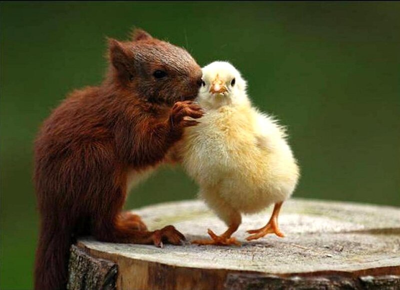 Squirrel and Chick — Brown, Peaceful