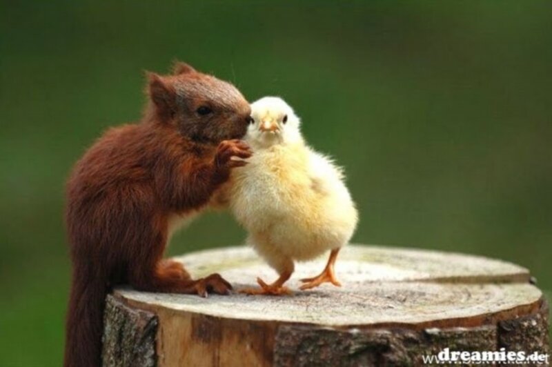 Squirrel and Chick — Brown