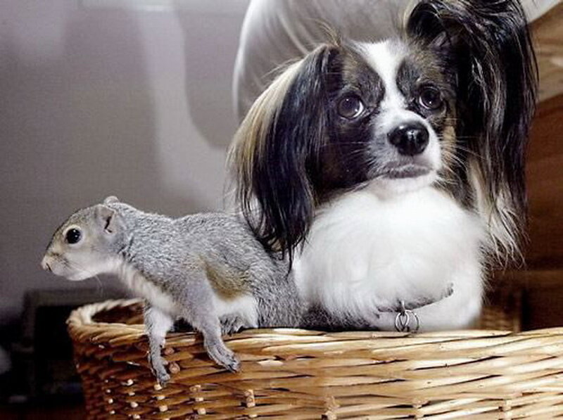 Squirrel and Dog in Basket