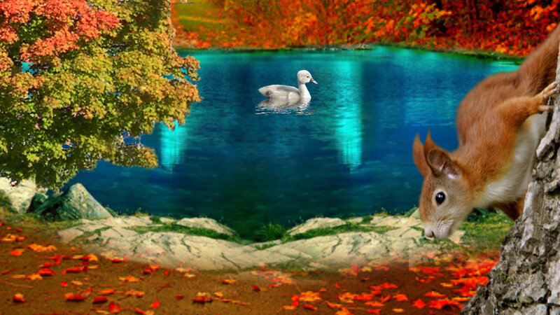 Squirrel and Duck in Pond