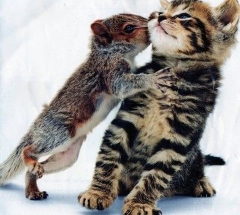 Squirrel and Kitten — Brown
