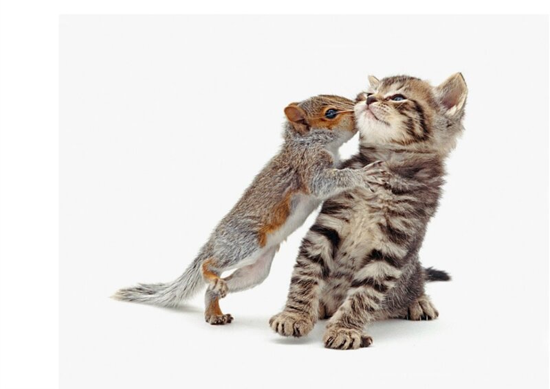 Squirrel and Kitten Playing — Gray
