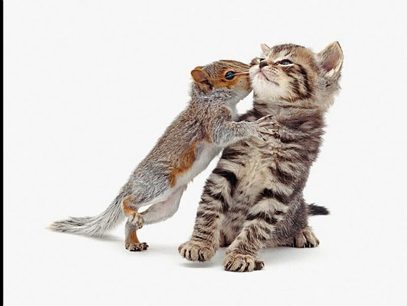 Squirrel and Kitten Playing