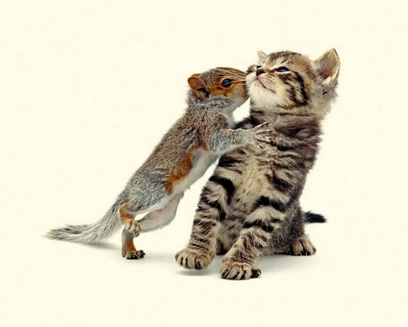 Squirrel and Kitten