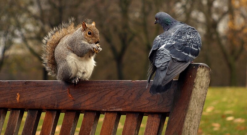 Squirrel and Pigeon on Bench