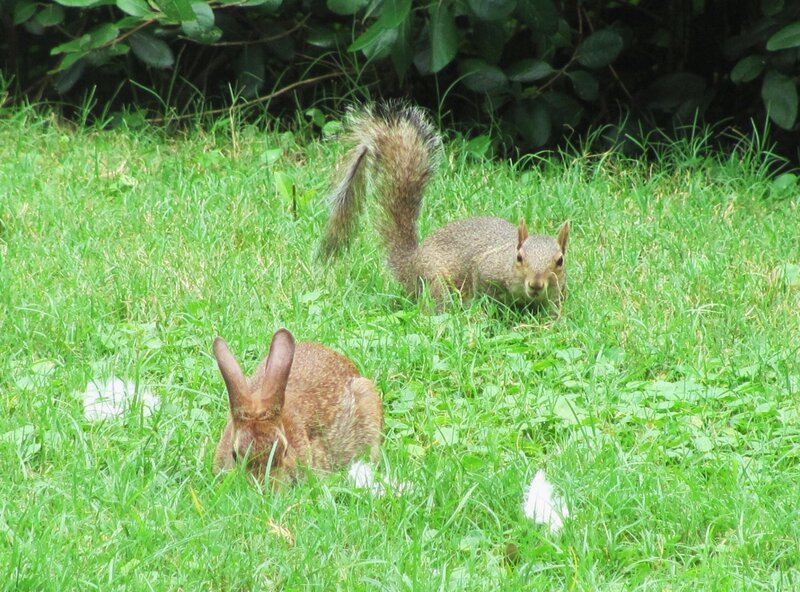 Squirrel and Rabbit in Grass