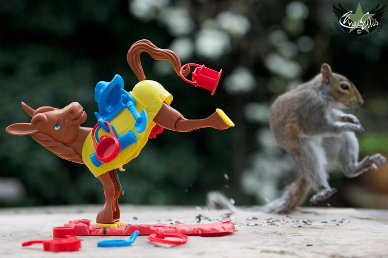 Squirrel and Toy Horse