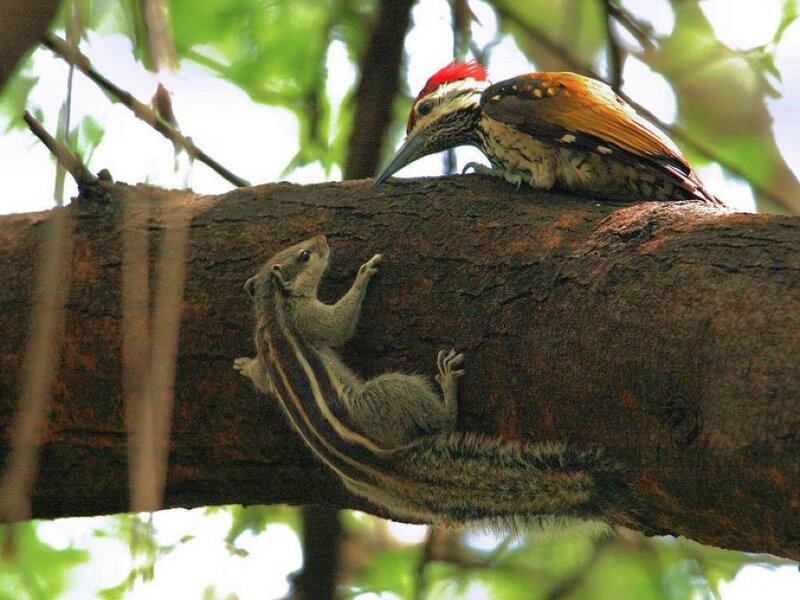 Squirrel and woodpecker on a tree