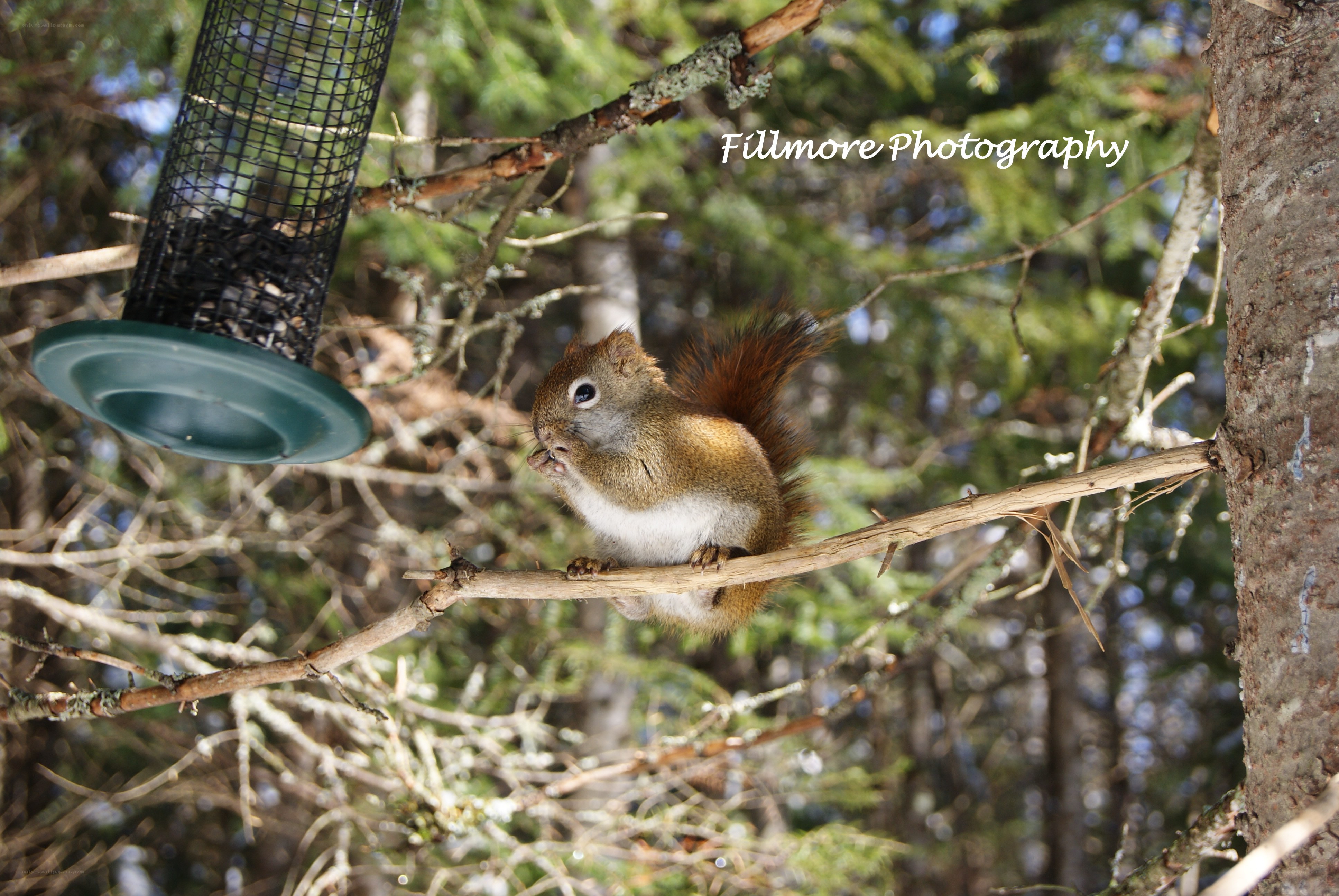 Squirrel at a bird feeder