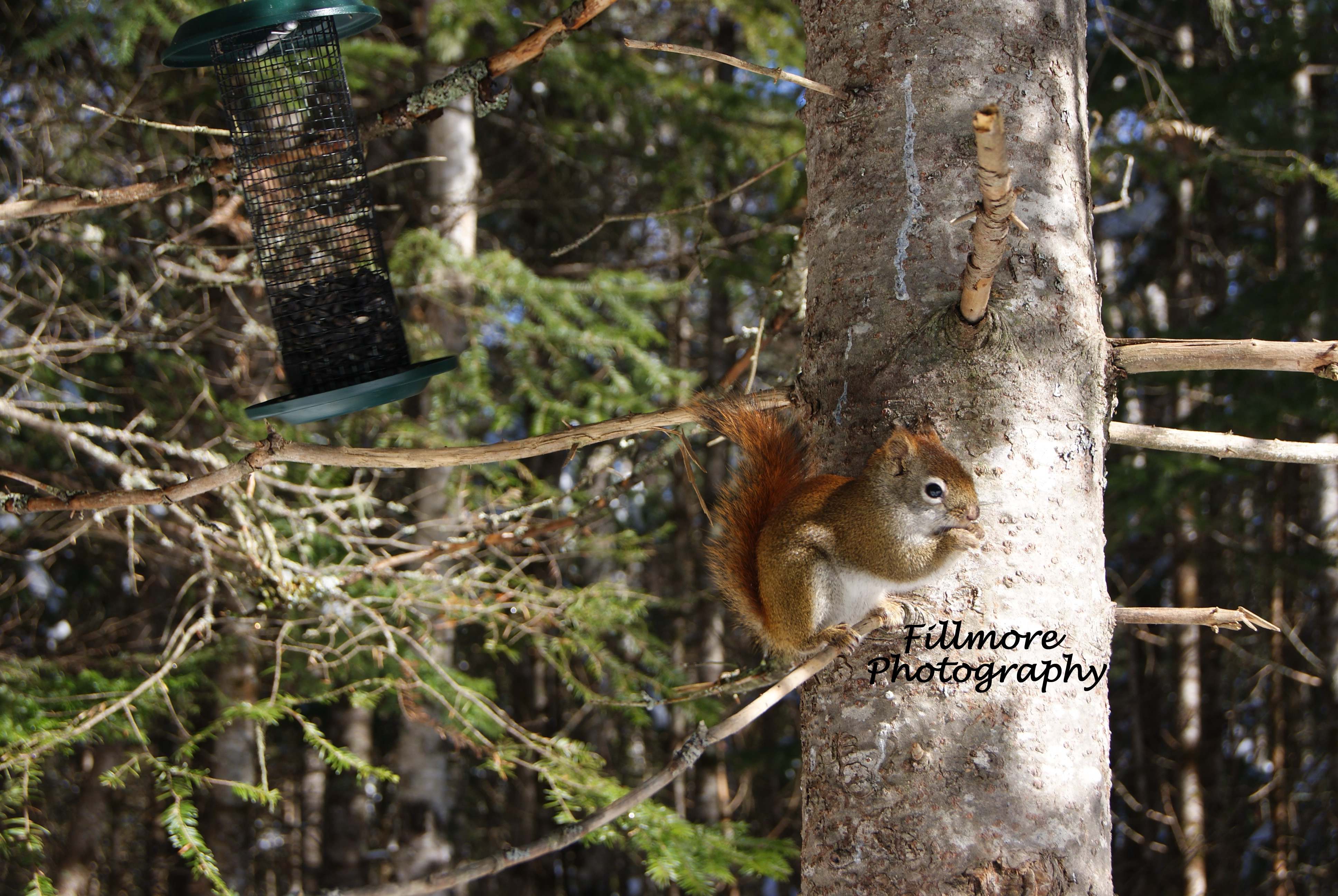 Squirrel at a bird feeder
