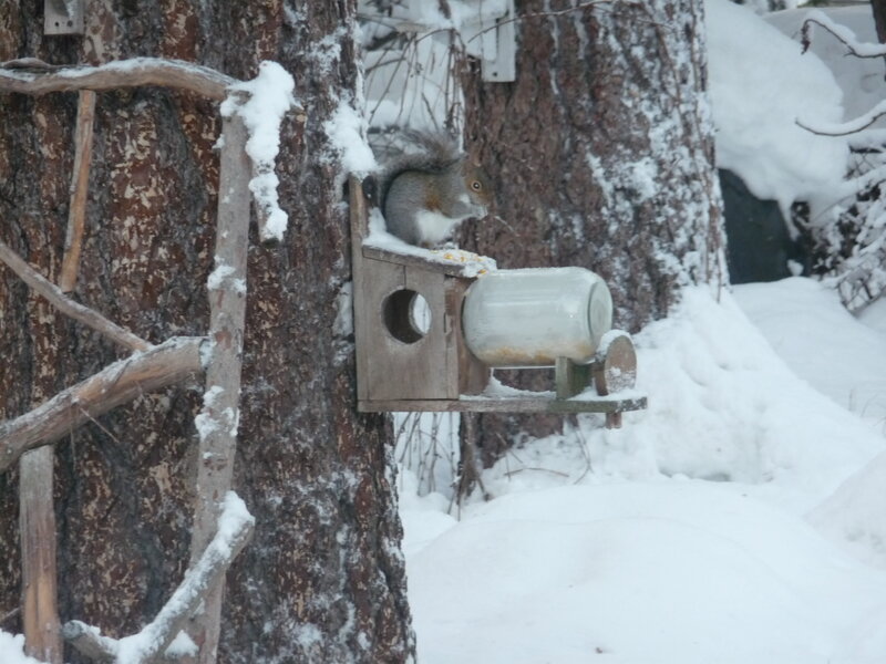 Squirrel at a snowy feeder