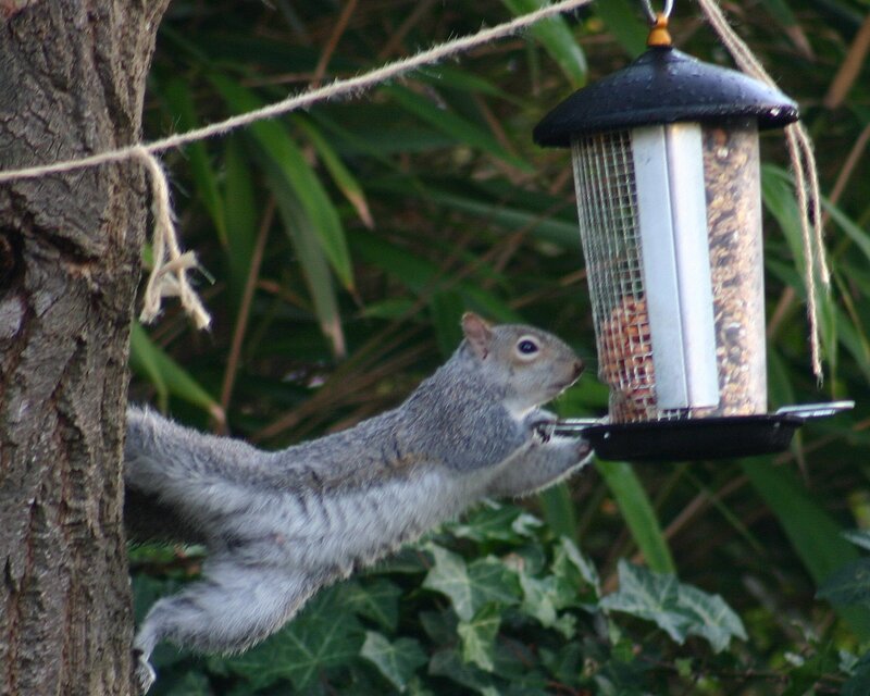 squirrel at bird feeder