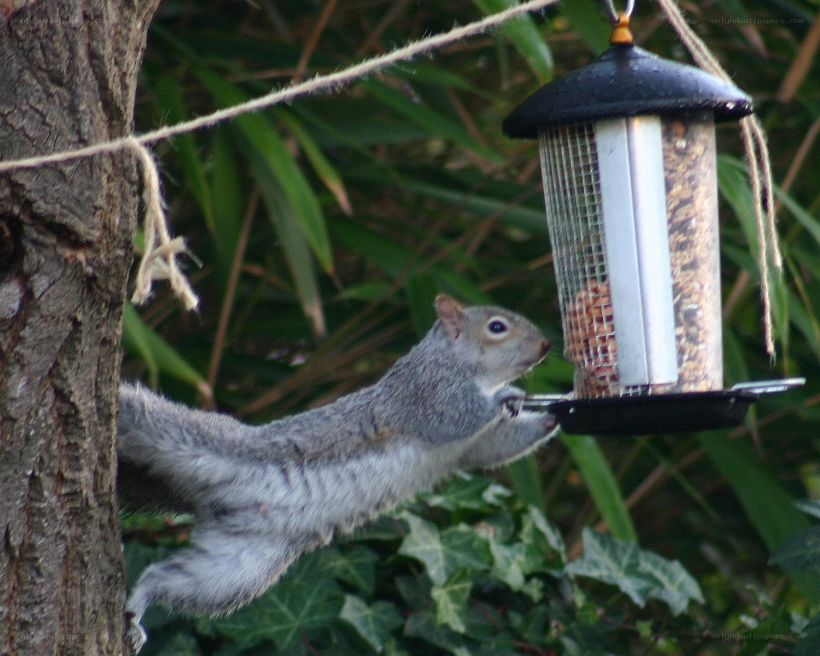 squirrel at bird feeder