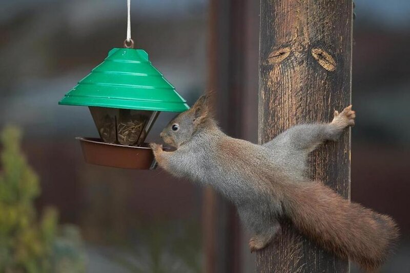 squirrel at bird feeder