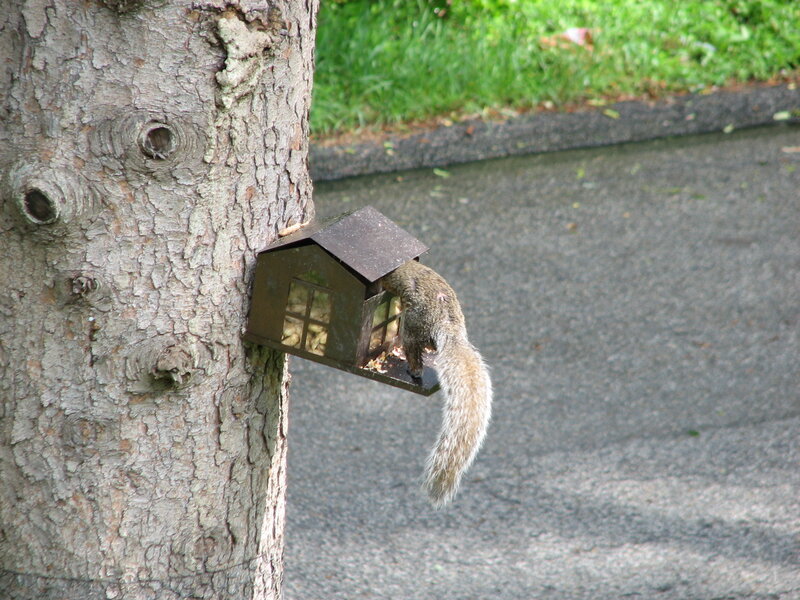 squirrel at bird feeder