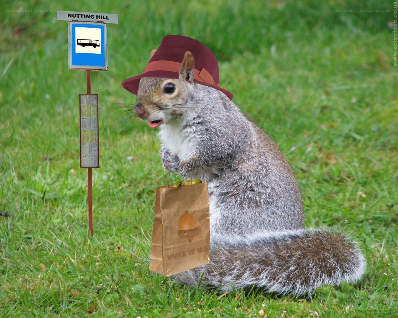 squirrel at bus stop