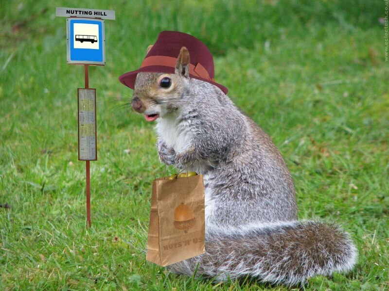 squirrel at bus stop