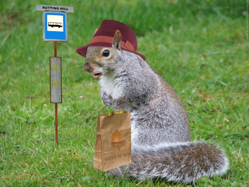 squirrel at bus stop